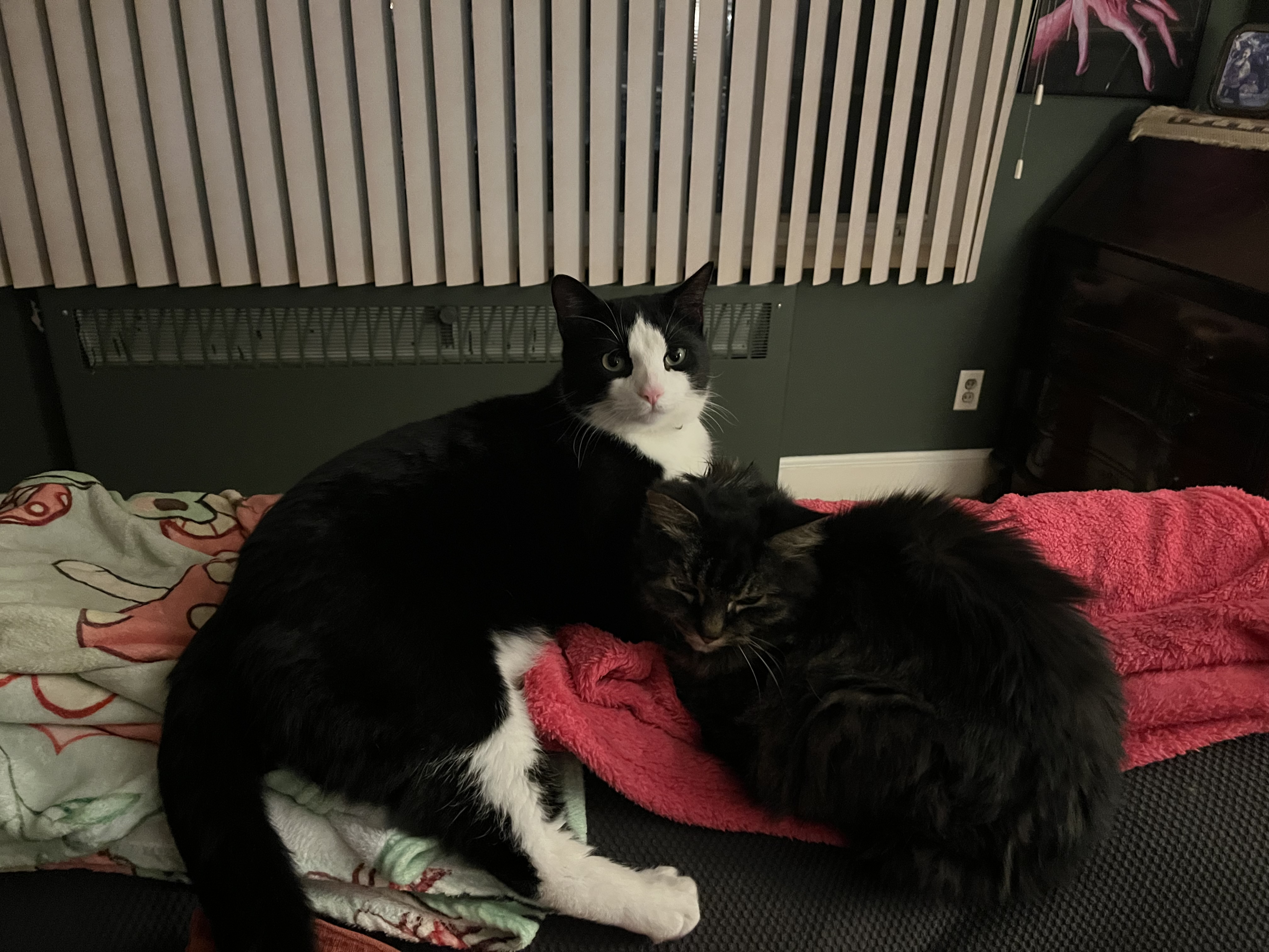 Cats.jpeg