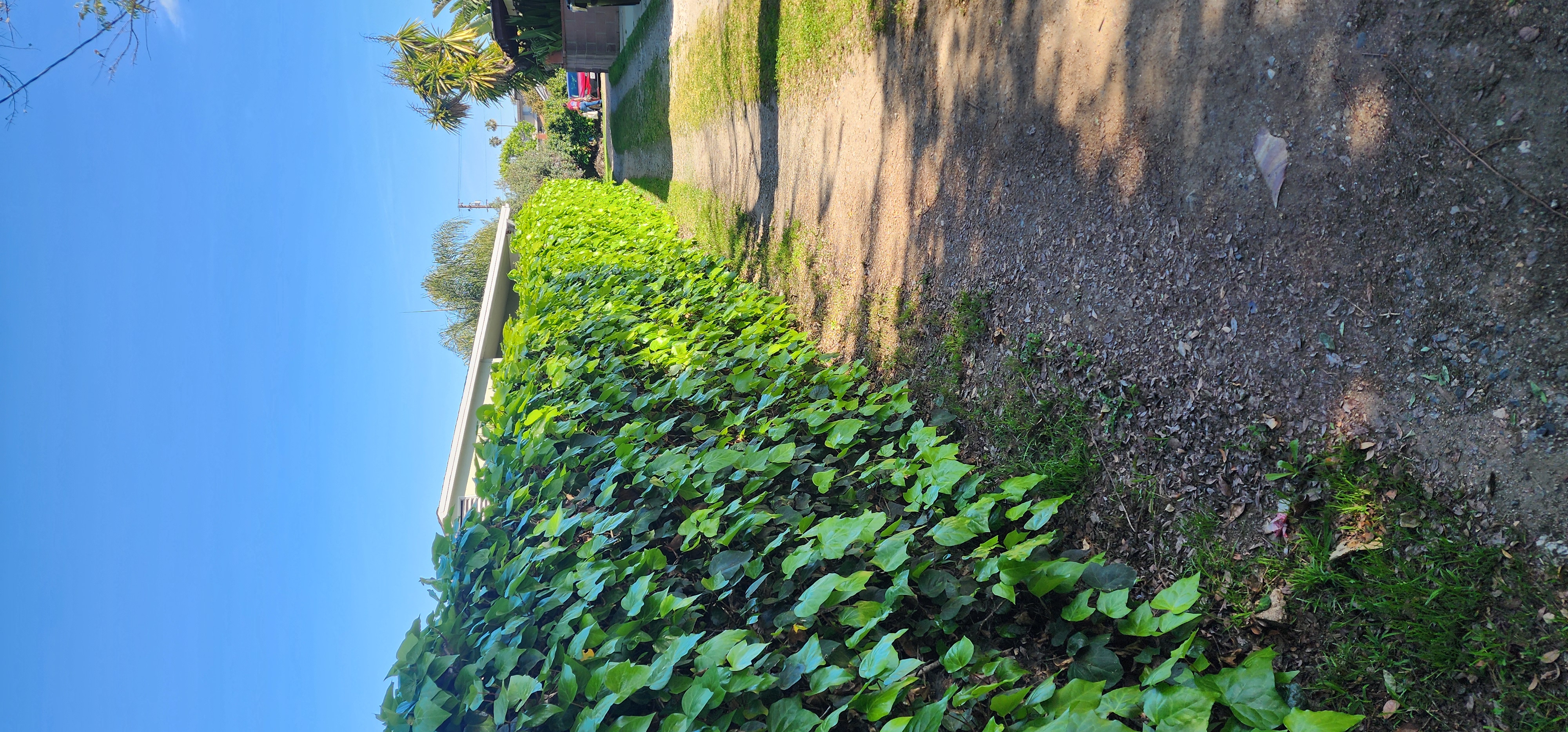 20250605-171702685-acc6-7405f8c73478_driveway to house.jpg